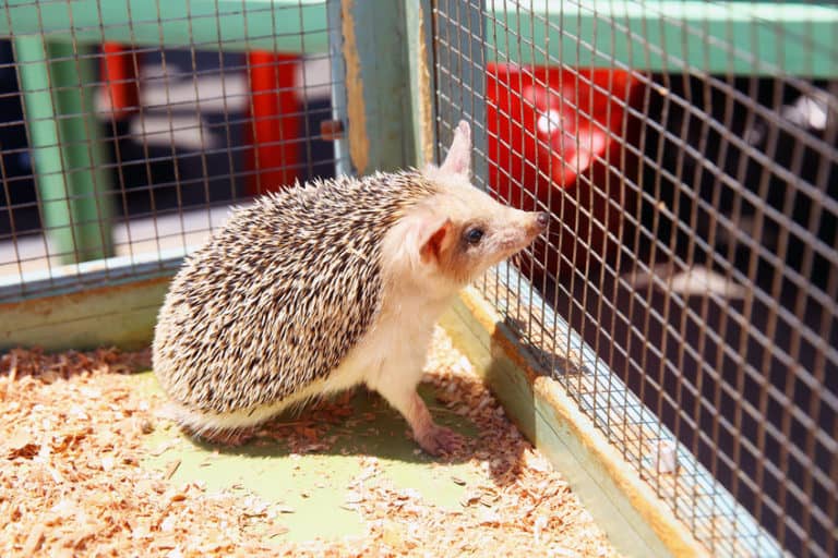 Hedgehog Cage Setup Perfect Hedgehog Habitat 101 The Pet Savvy