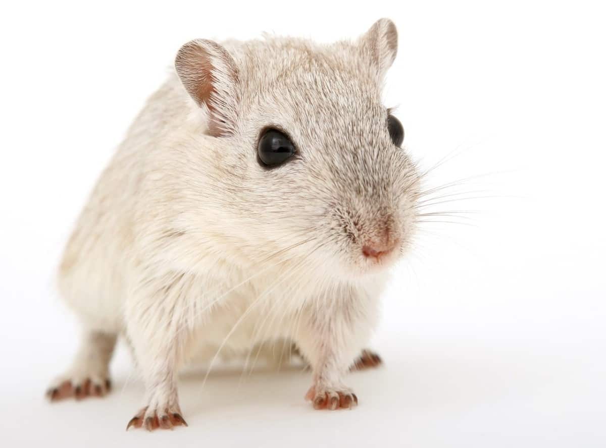 All Gerbil Colors And Patterns (With Pictures) The Pet Savvy