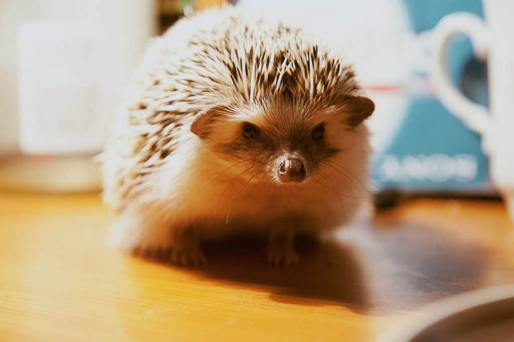 small cute hedgehog