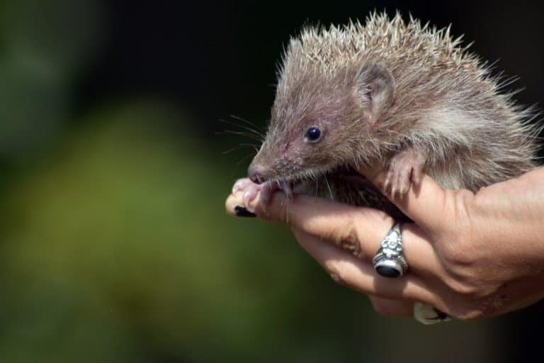 Why Are Hedgehogs Still Illegal in California? The Pet Savvy