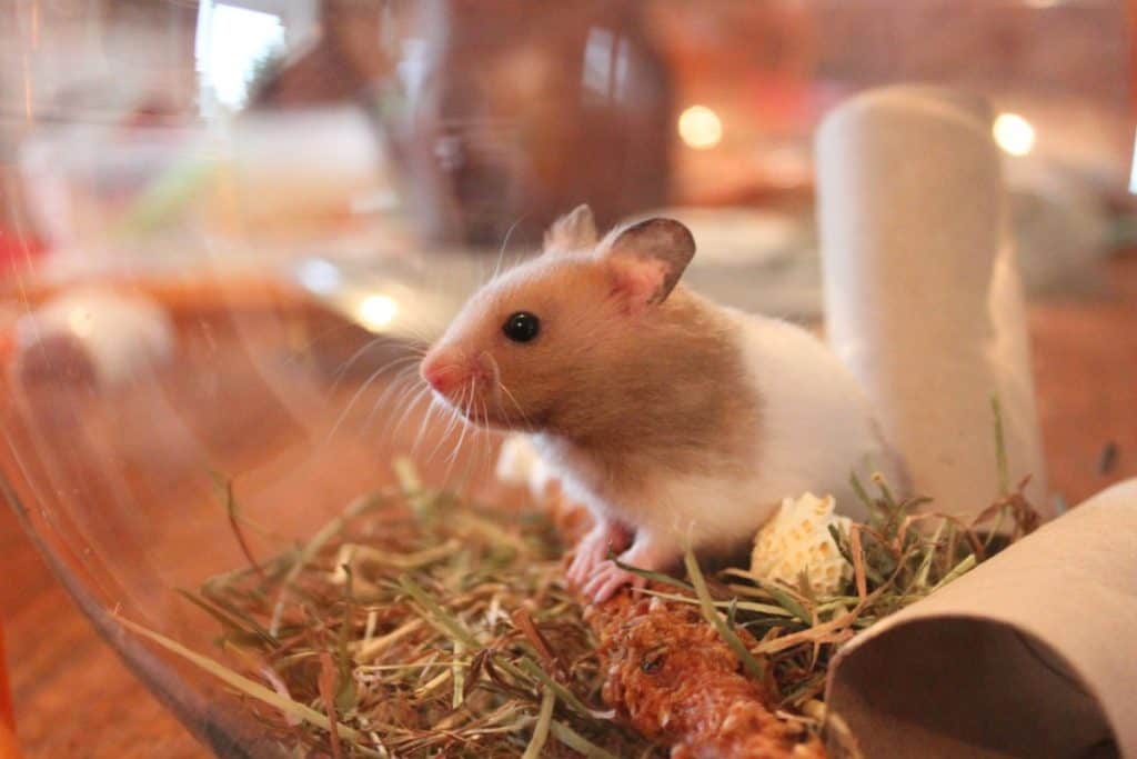 white and cream hamster in terrarium