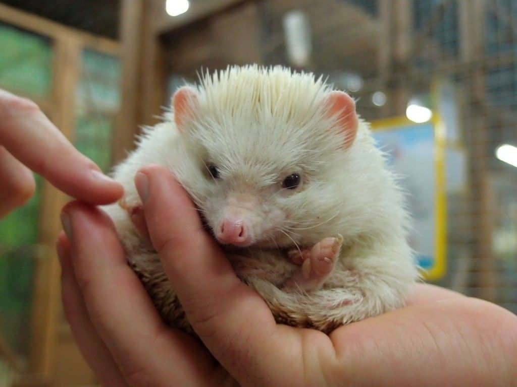 albino hedgehog in hand