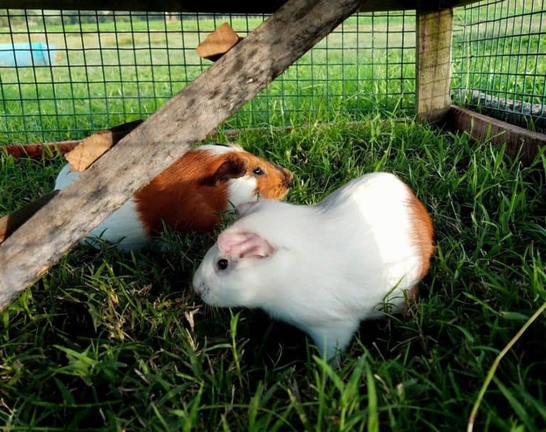 Can Guinea Pigs Live Outside? The Pet Savvy