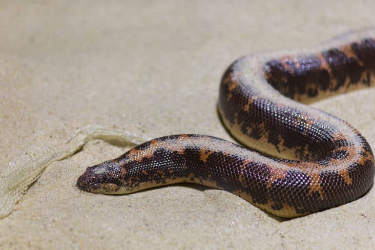 10 Best Pet Snakes for Beginners [2021]