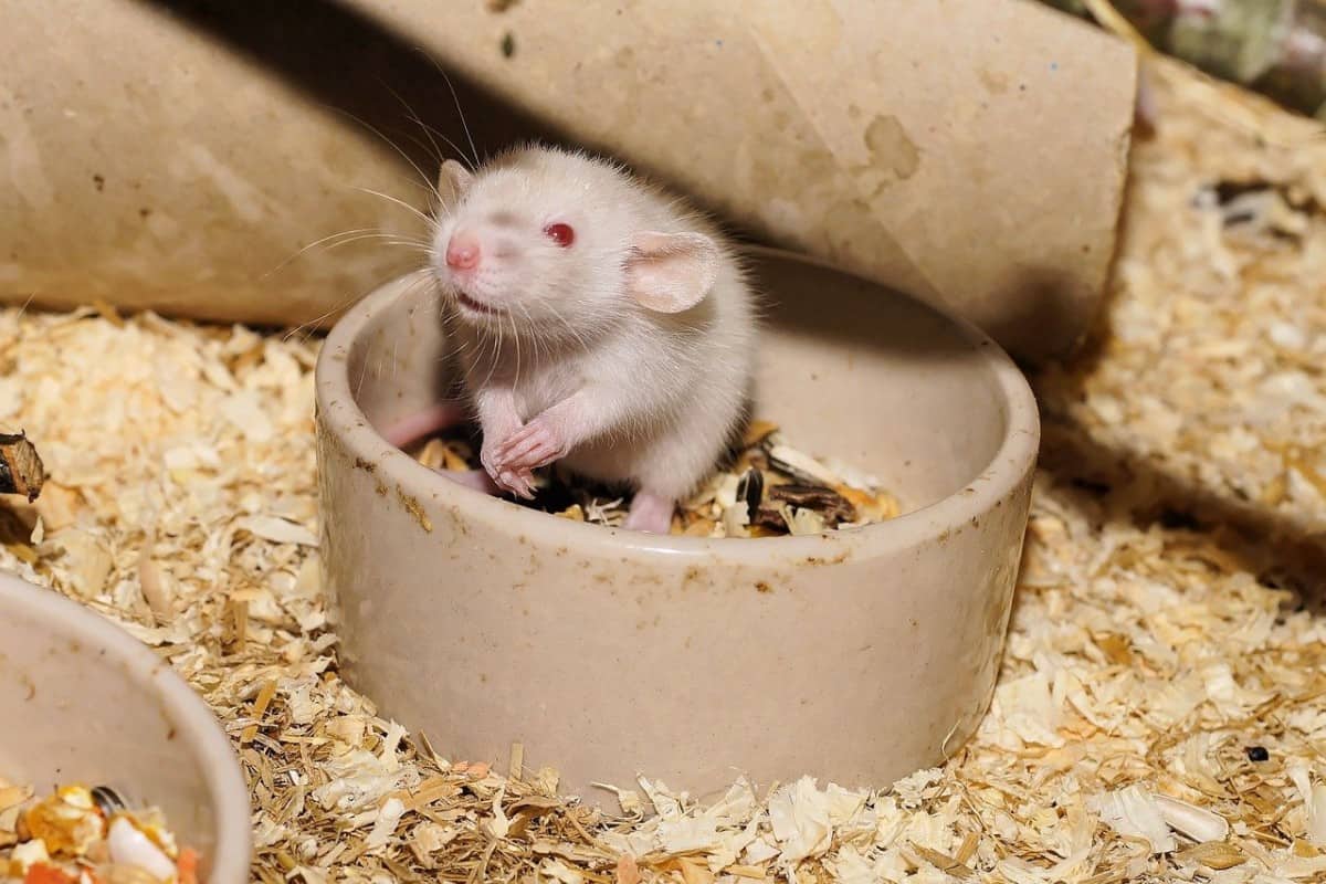 What Do Rats Eat? A Complete Guide The Pet Savvy