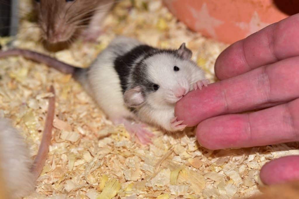 baby rat nibbling at finger
