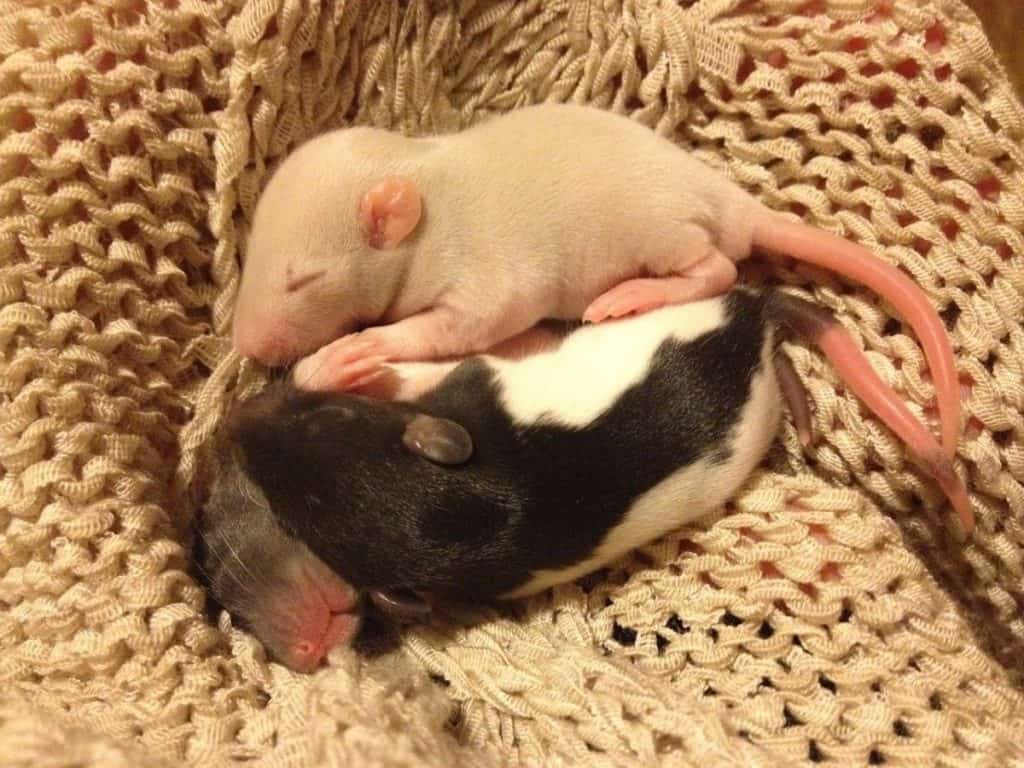 baby rats sleeping together