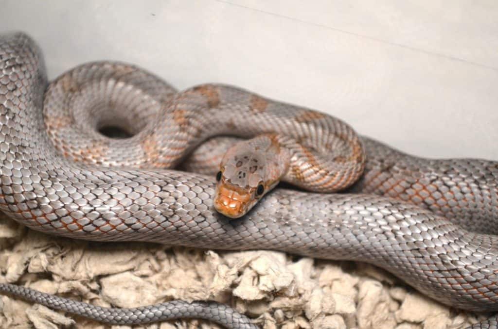 bairds-rat-snake close up