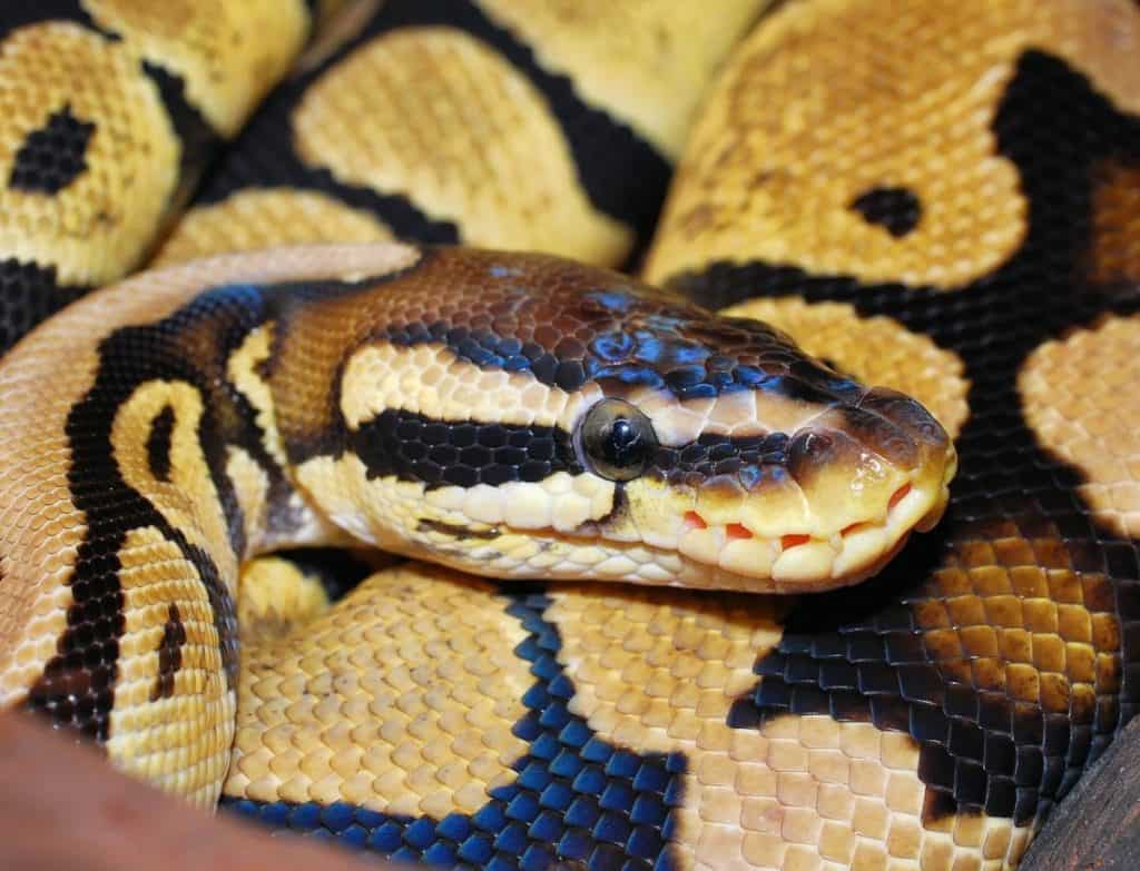 ball python close up