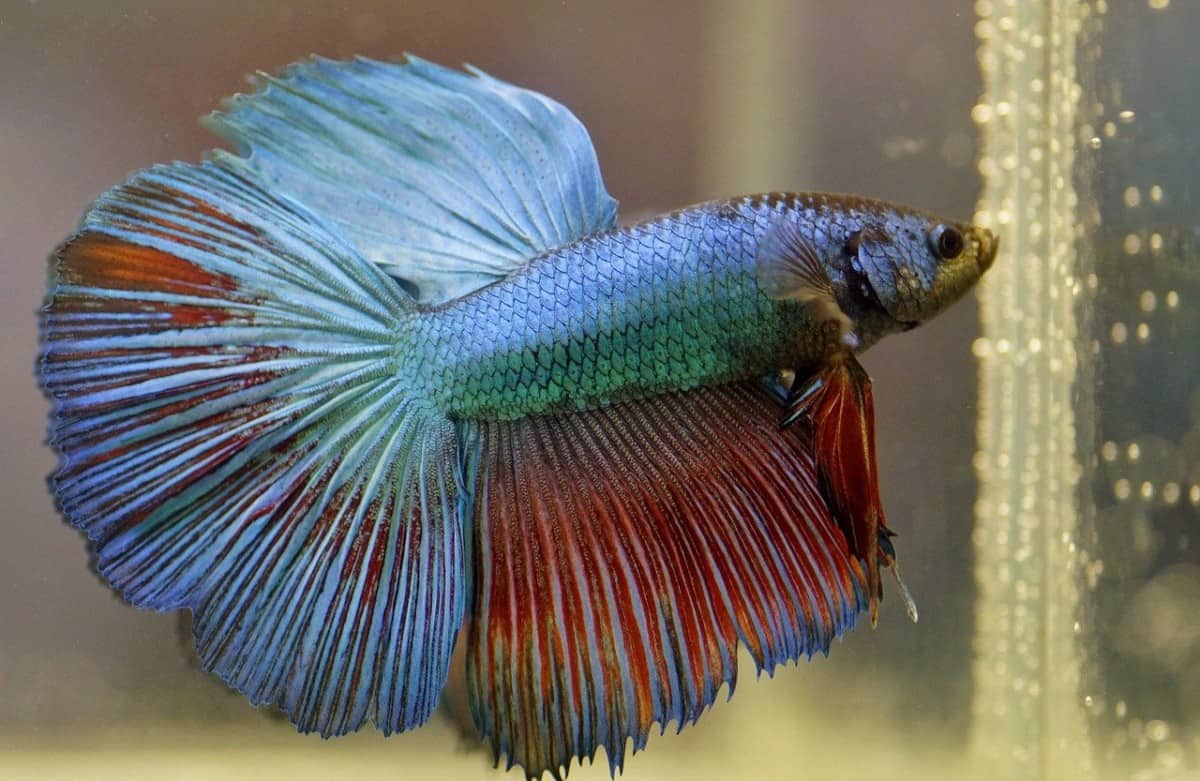 21 Best Pets For Kids (By Age Range) - The Pet Savvy