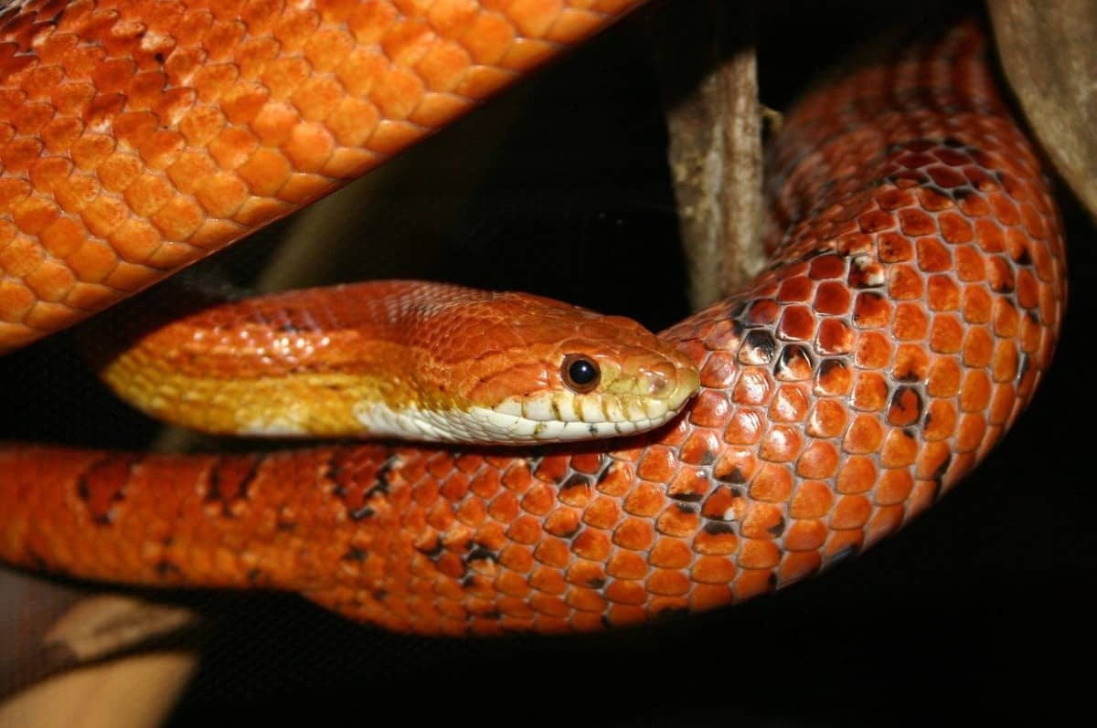 10 Best Pet Snakes for Beginners [2021]