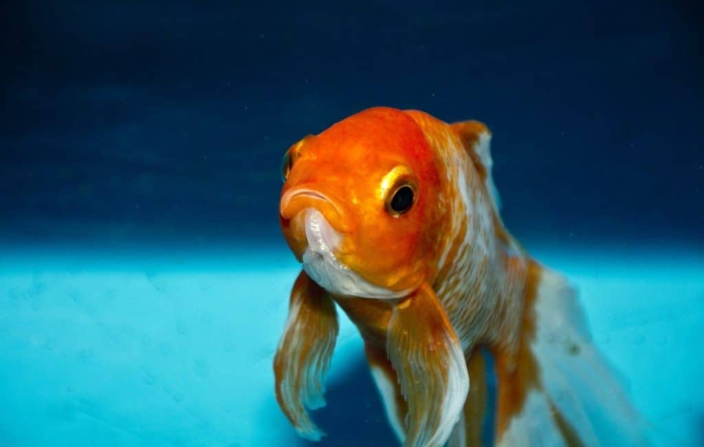 cute goldfish close up