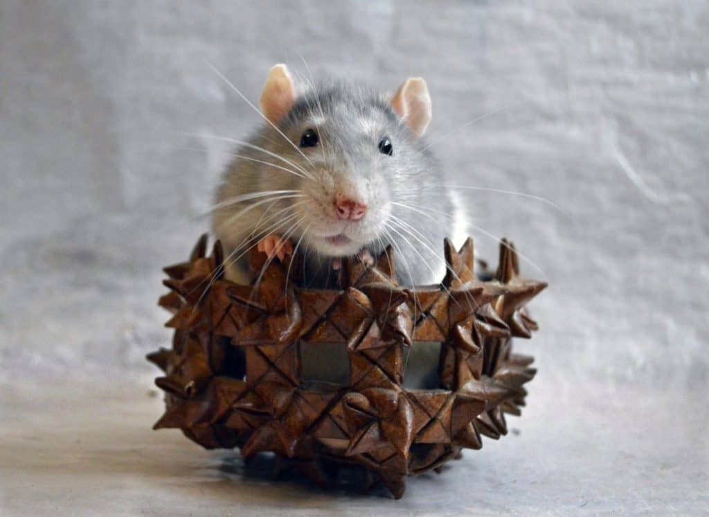 funny rat in wooden crown