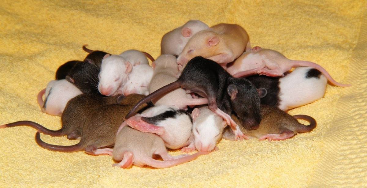 Are Rats Nocturnal? Rat Sleep 101 The Pet Savvy
