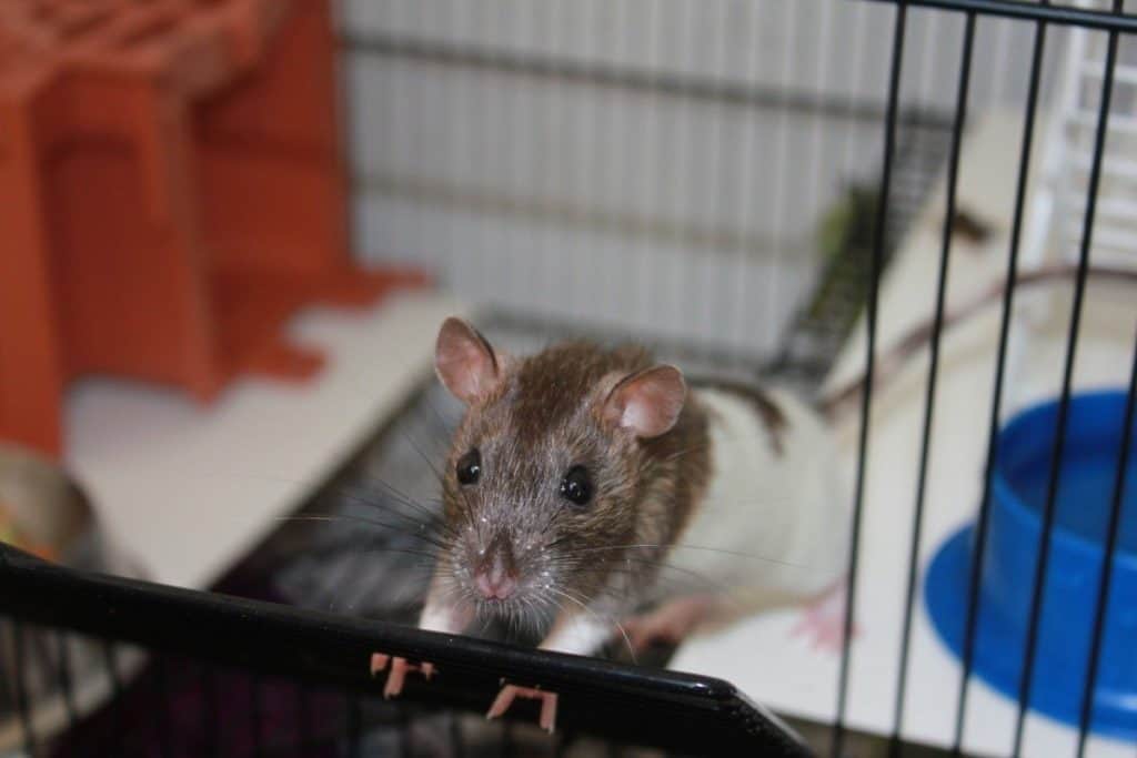rat at open door of cage