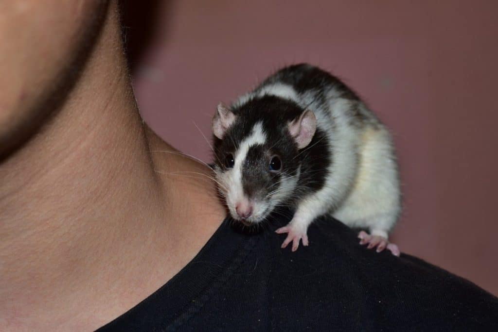 rat on man's shoulder
