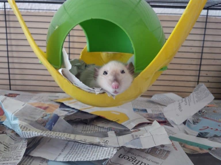 Are Rats Nocturnal? Rat Sleep 101 The Pet Savvy