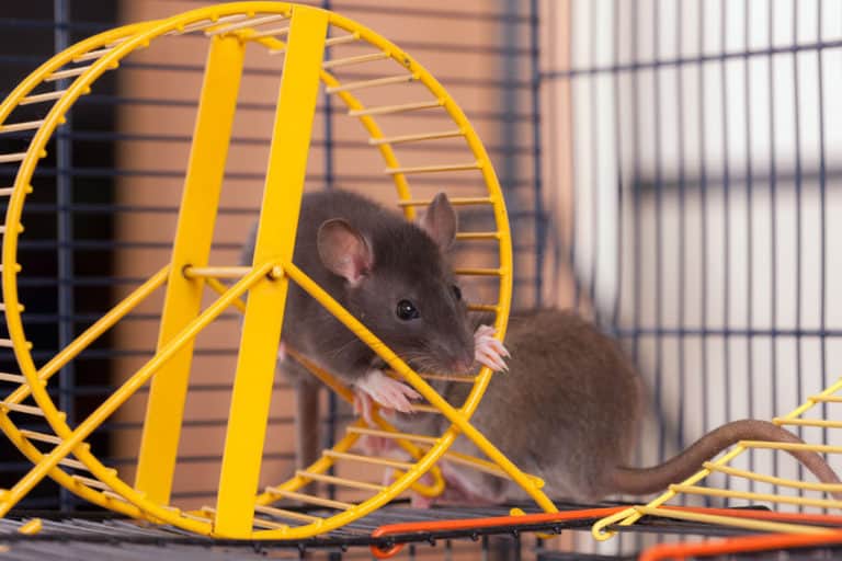 Rat Cage Setup 5 Tips For Happy & Healthy Rats The Pet Savvy