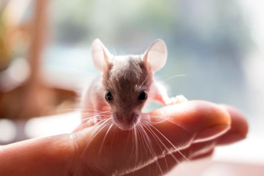 Mouse needle mouse on the hand close up