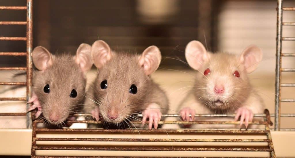 three small rats in cage