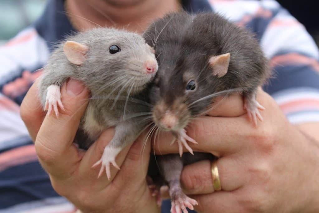 two rats being handled