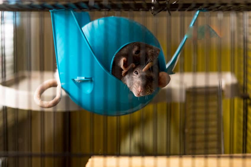 Two rats in a hammock
