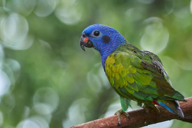 12 Best Beginner Birds A Complete Guide The Pet Savvy