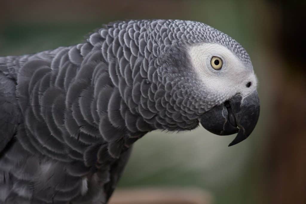 african grey parrot close up