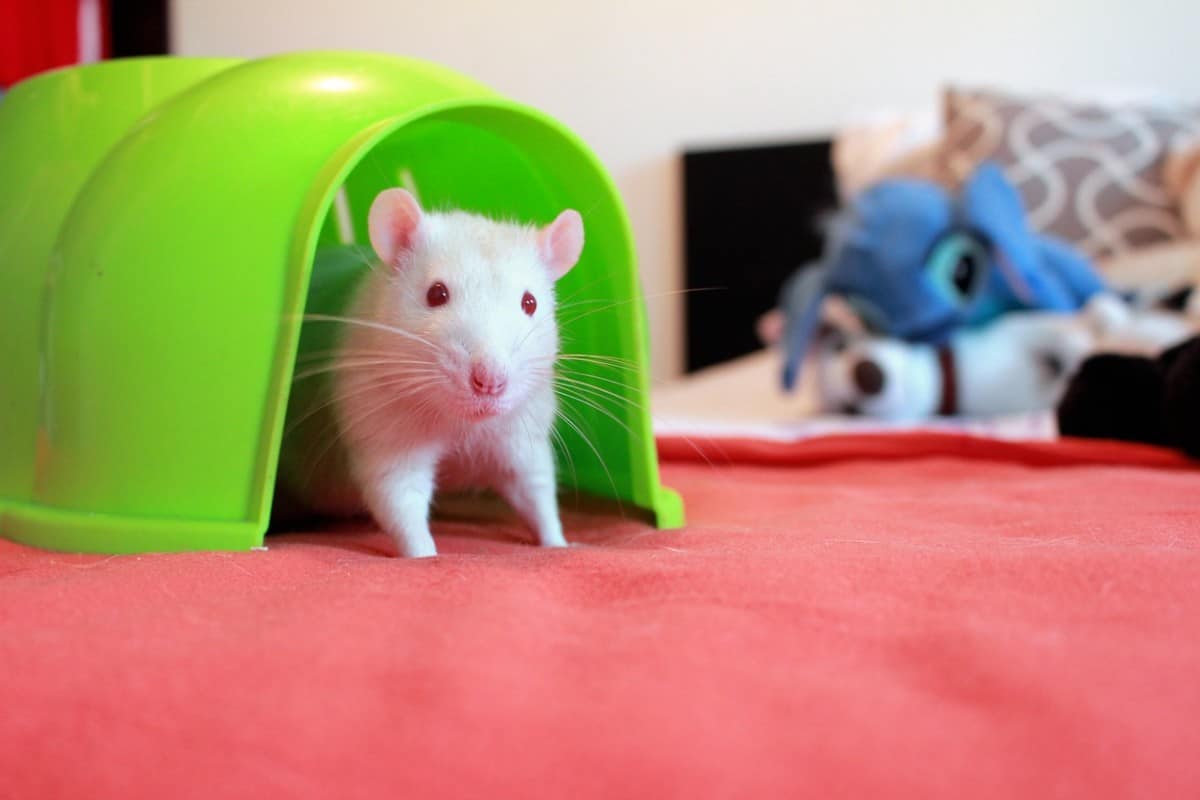 10 Best Beginner Rodent Pets The Pet Savvy