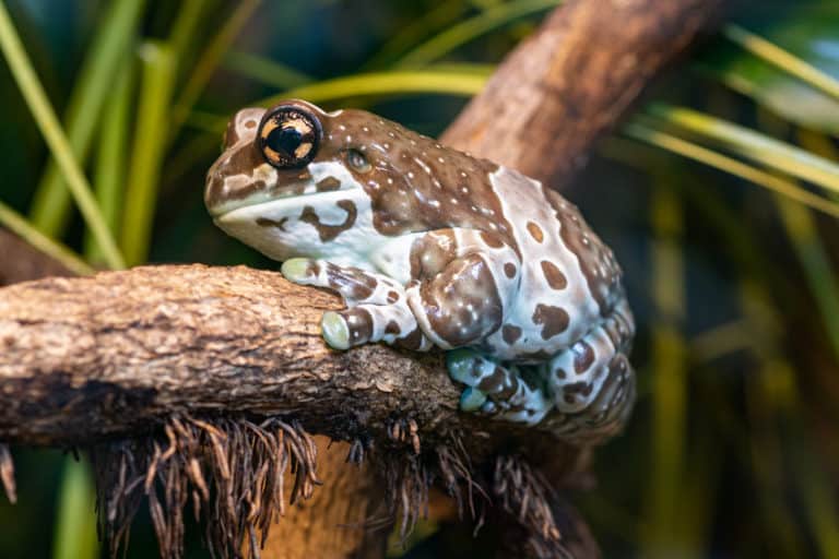 20 Best Beginner Reptiles and Amphibians - The Pet Savvy
