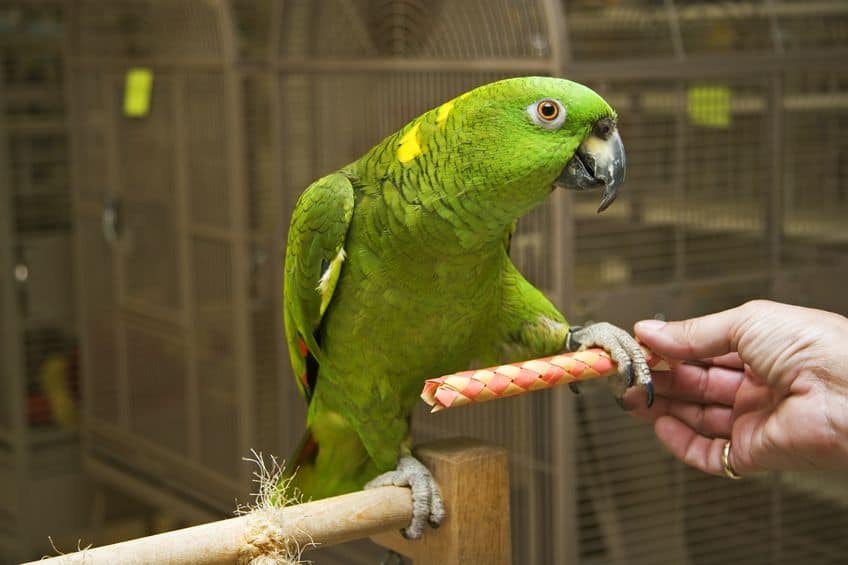 amazon parrot