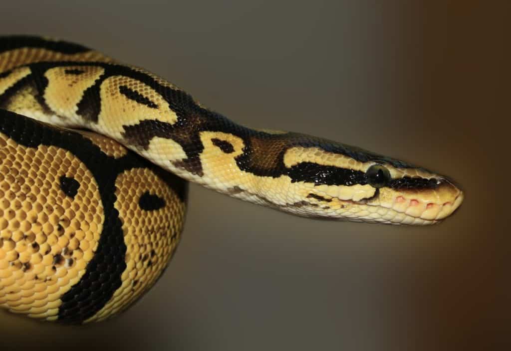 ball python close up