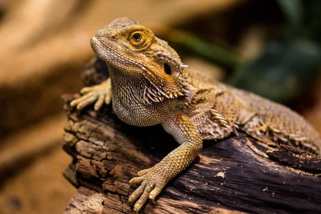 bearded dragon posing