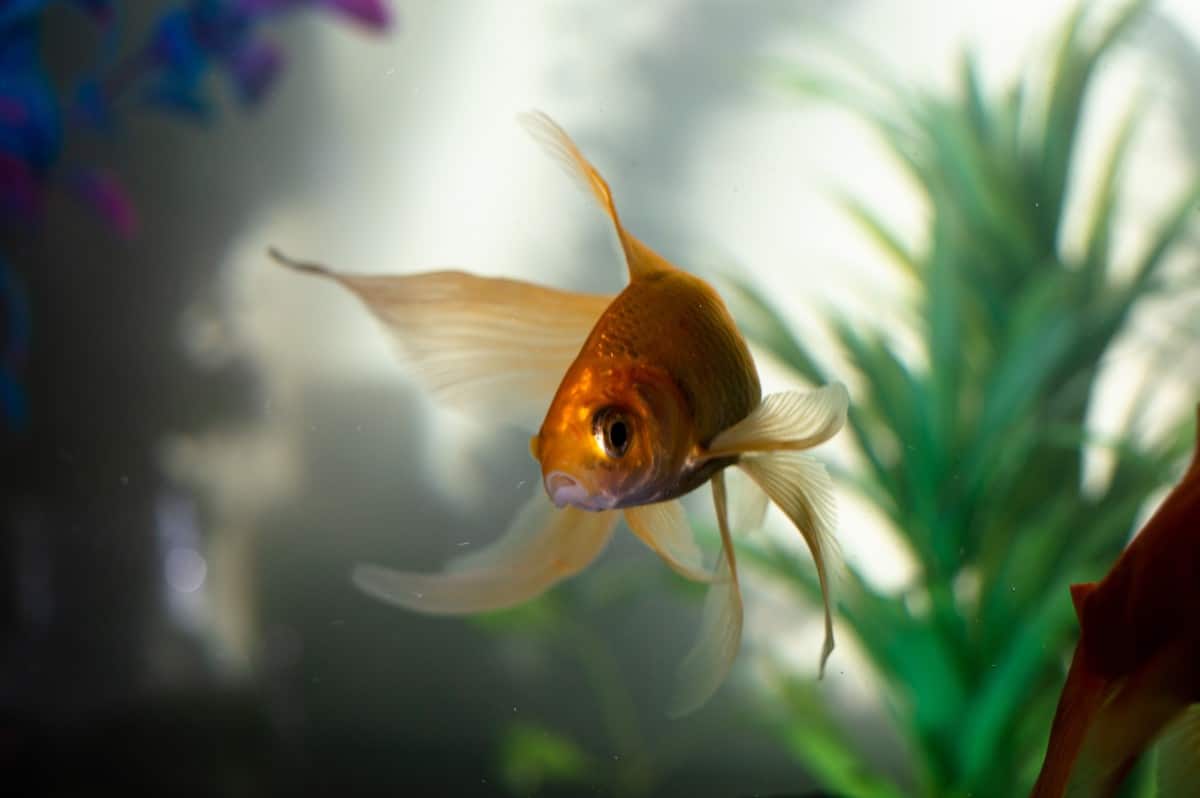 12 Best Beginner Fish For Freshwater Aquariums The Pet Savvy