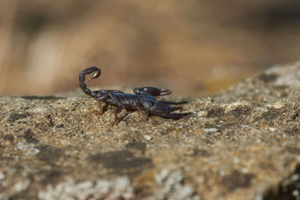 black scorpion on sand