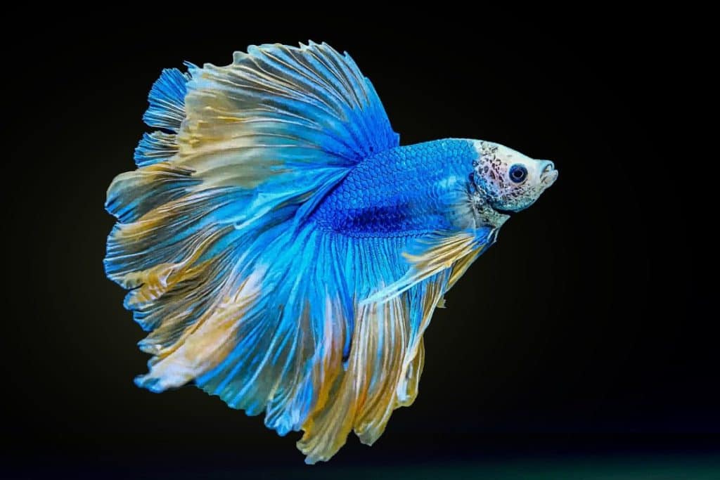 blue betta fish