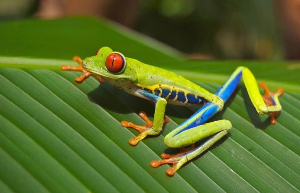 colorful african tree frog on leaf