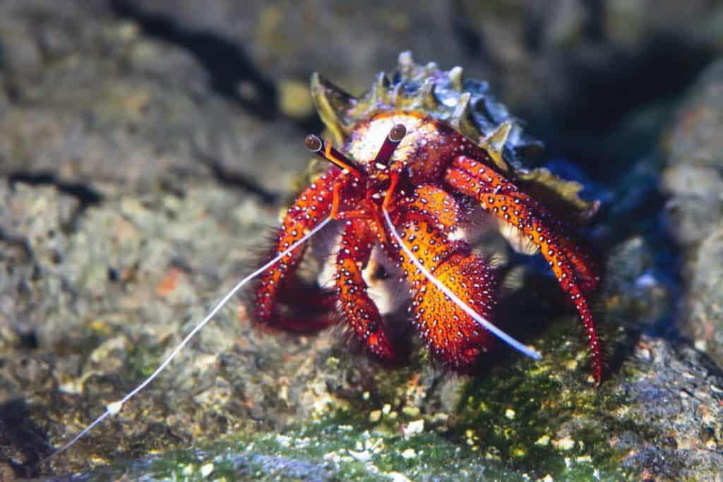 colorful hermit crab