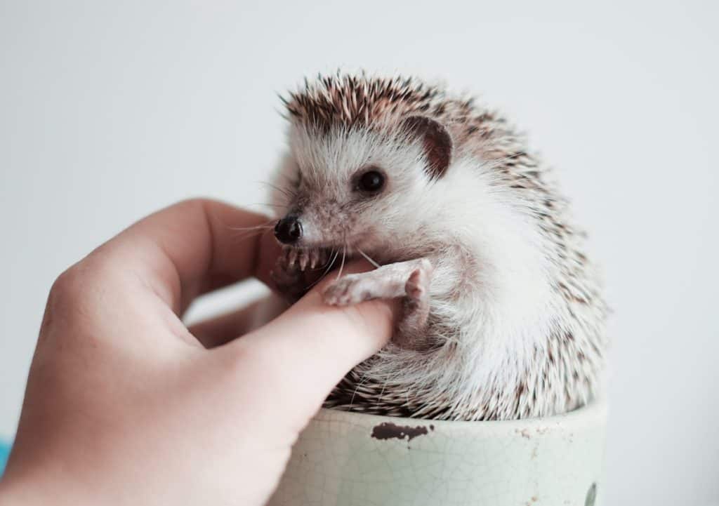 cute hedgehog in mug