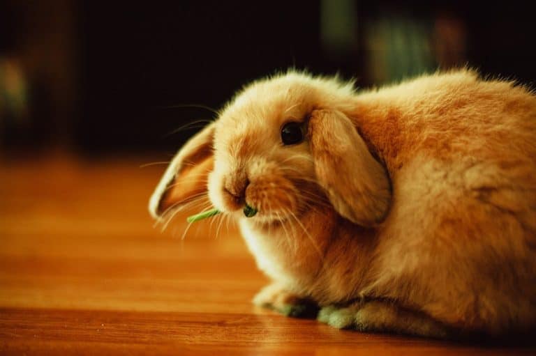 25 Best Pets for an Apartment or a Small House The Pet Savvy
