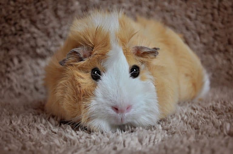 10 Best Beginner Rodent Pets The Pet Savvy