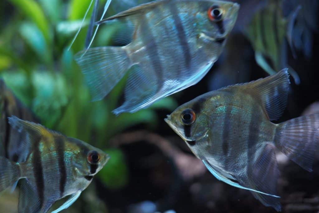 freshwater angelfish