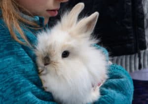 15 Best Small Pets That Like to Cuddle - The Pet Savvy