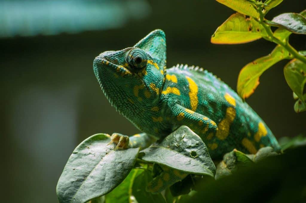 green and yellow chameleon
