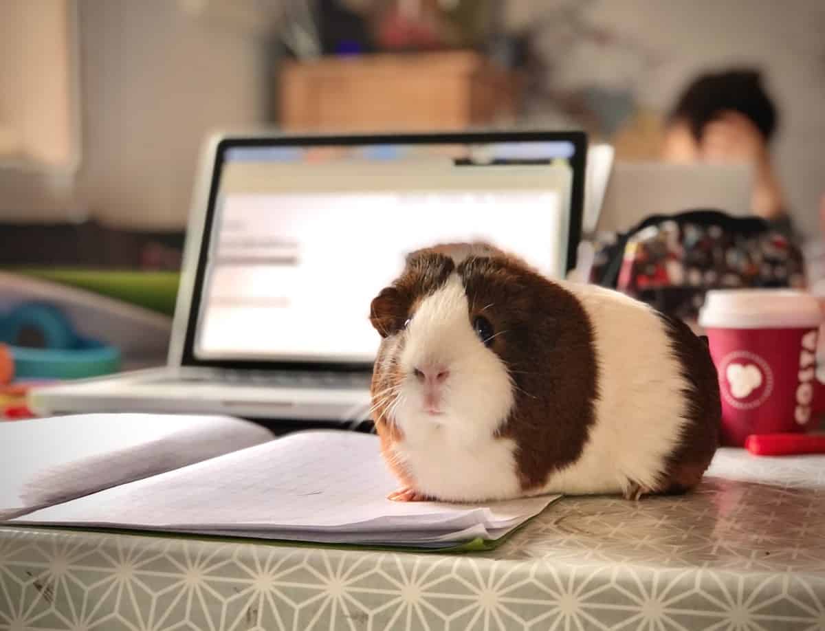 25 Best Pets for an Apartment or a Small House The Pet Savvy
