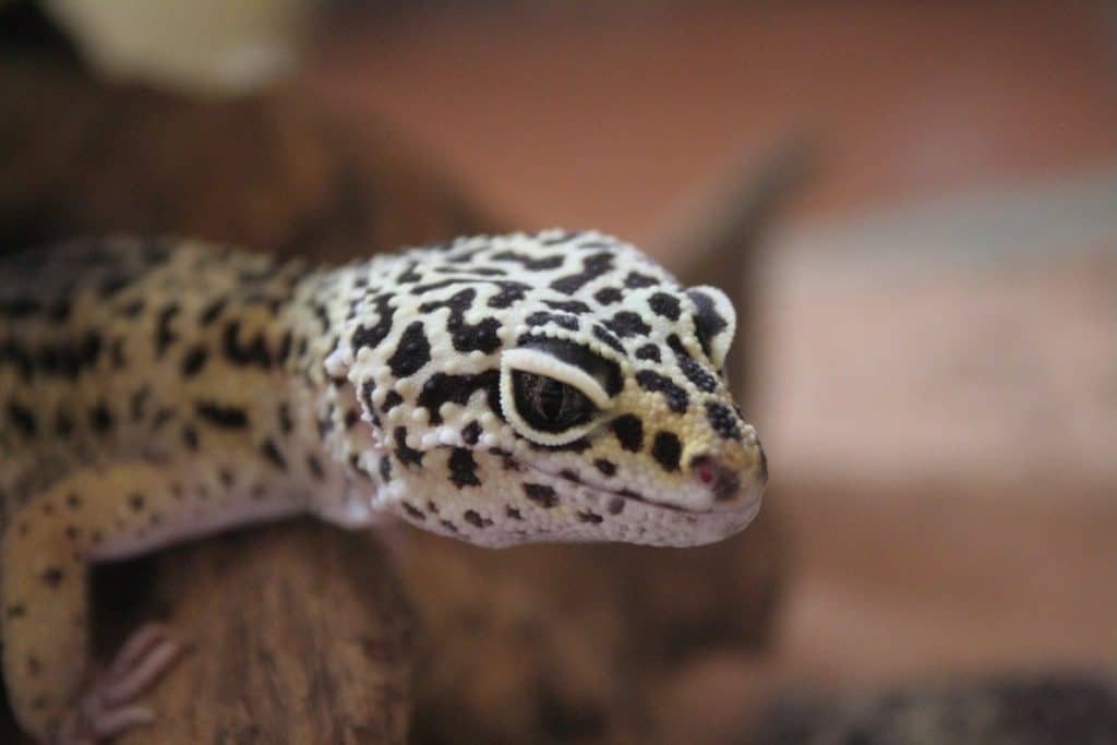 leopard gecko