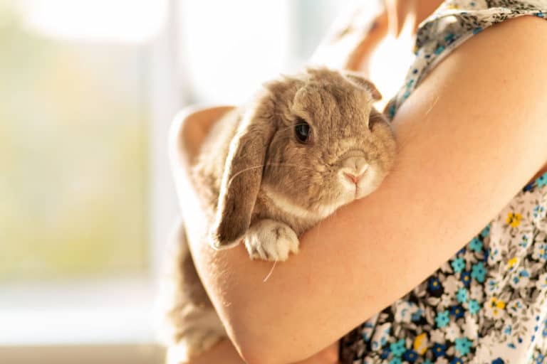 15 Best Small Pets That Like to Cuddle The Pet Savvy