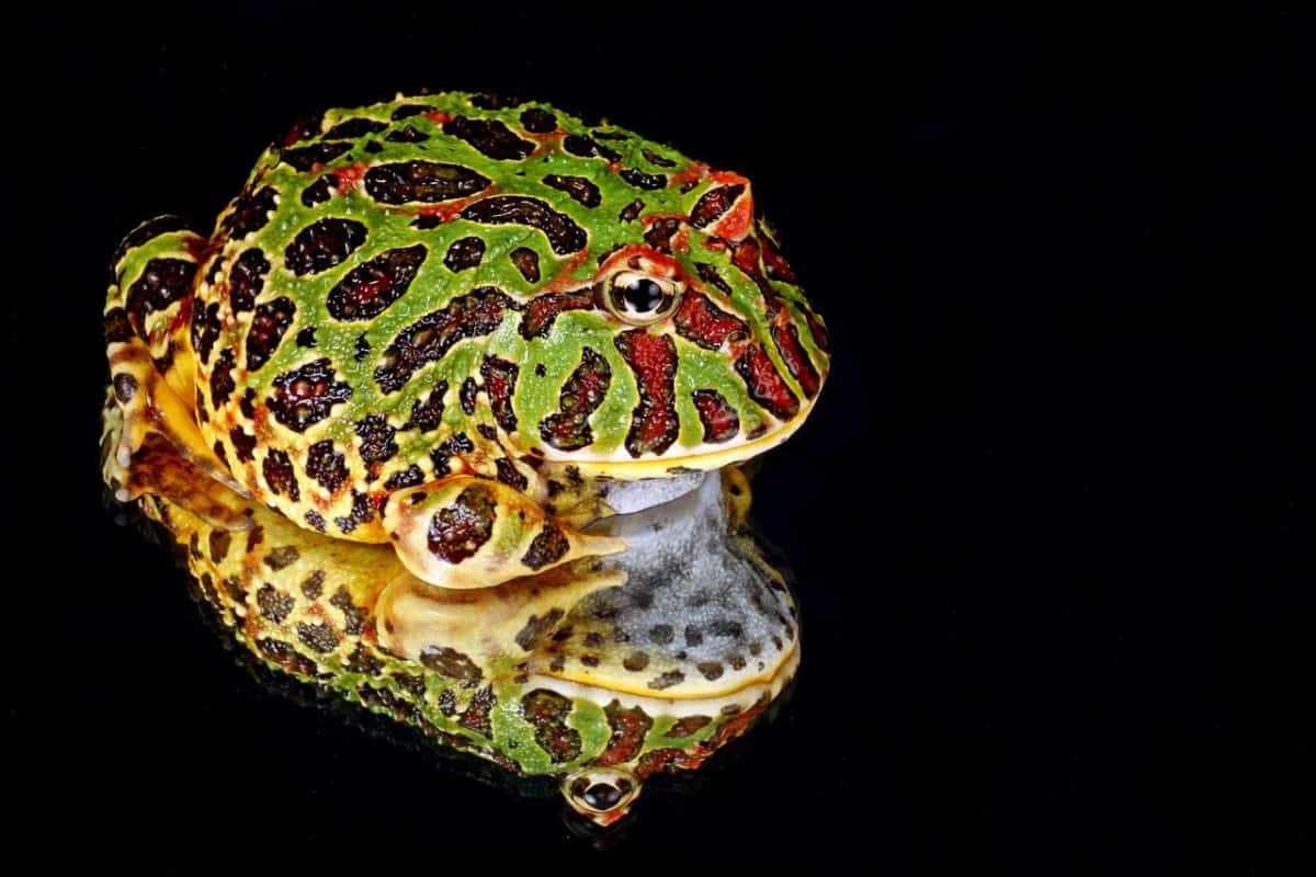20 Best Beginner Reptiles and Amphibians - The Pet Savvy