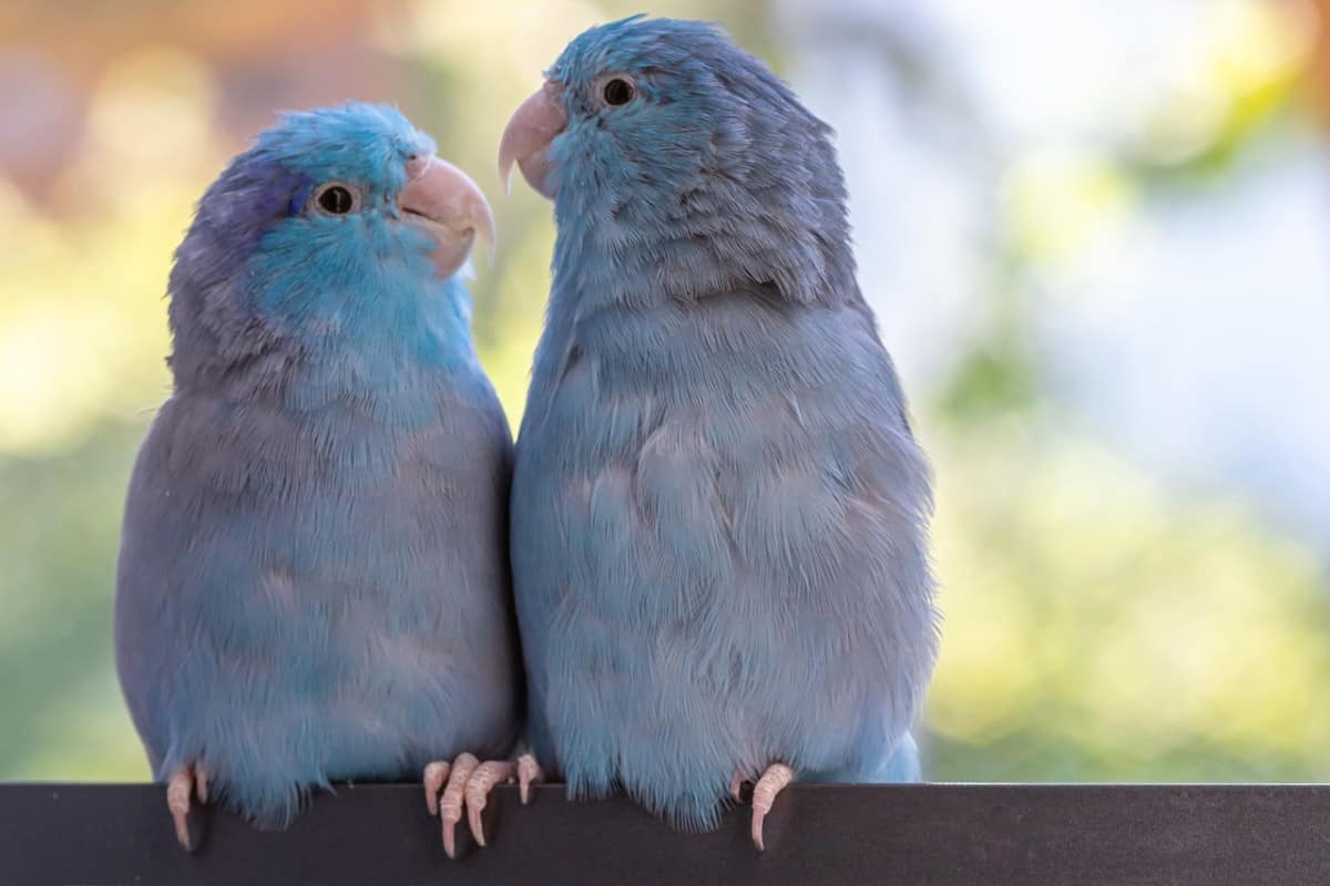 12 Best Beginner Birds - A Complete Guide - The Pet Savvy