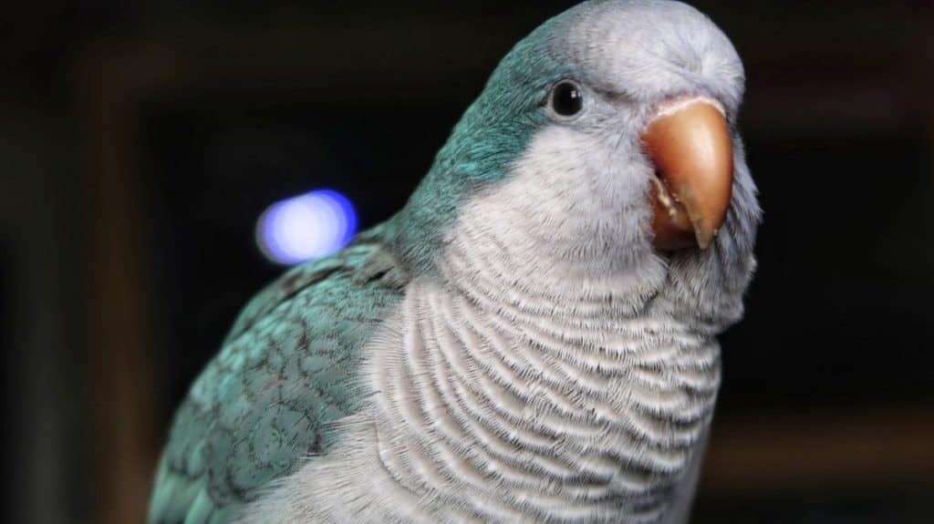 quaker parakeet close up